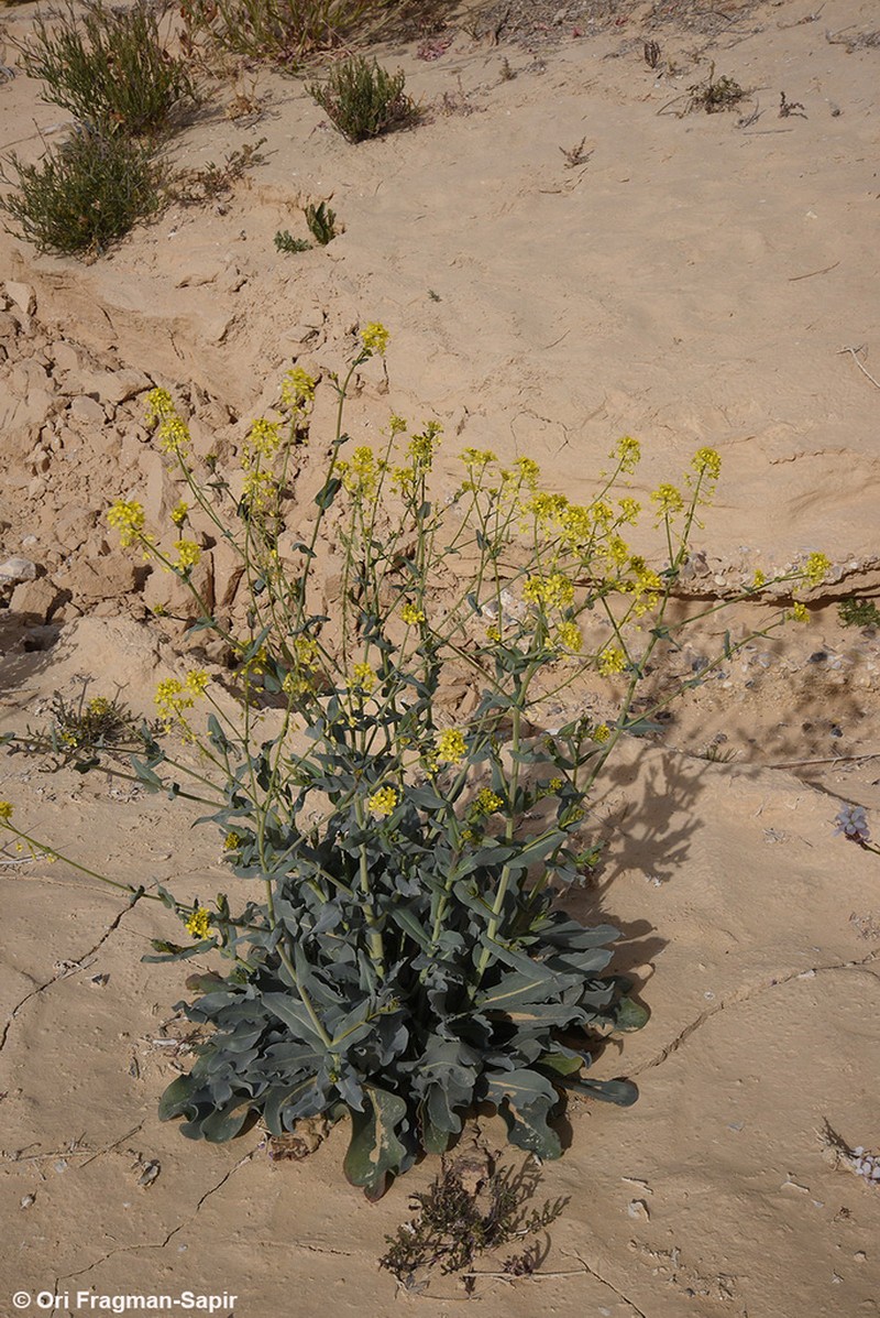Isatis microcarpa photo 7