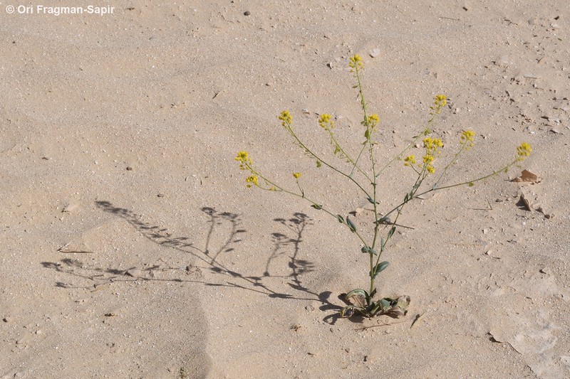 Isatis microcarpa photo 8