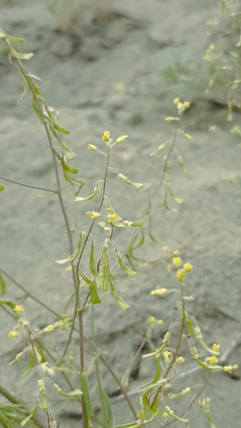 Isatis minima