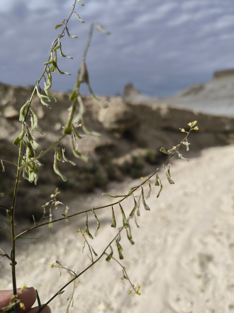 Isatis minima photo 2