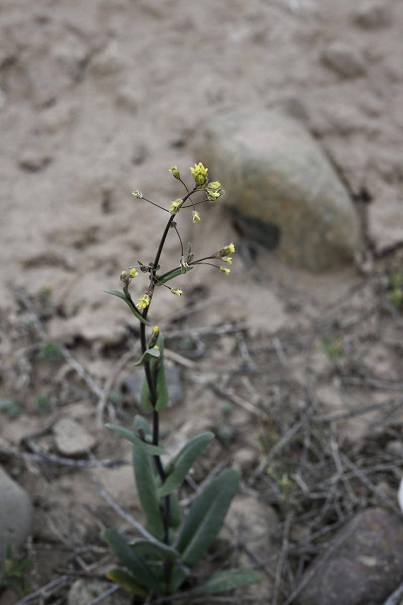 Isatis minima photo 3