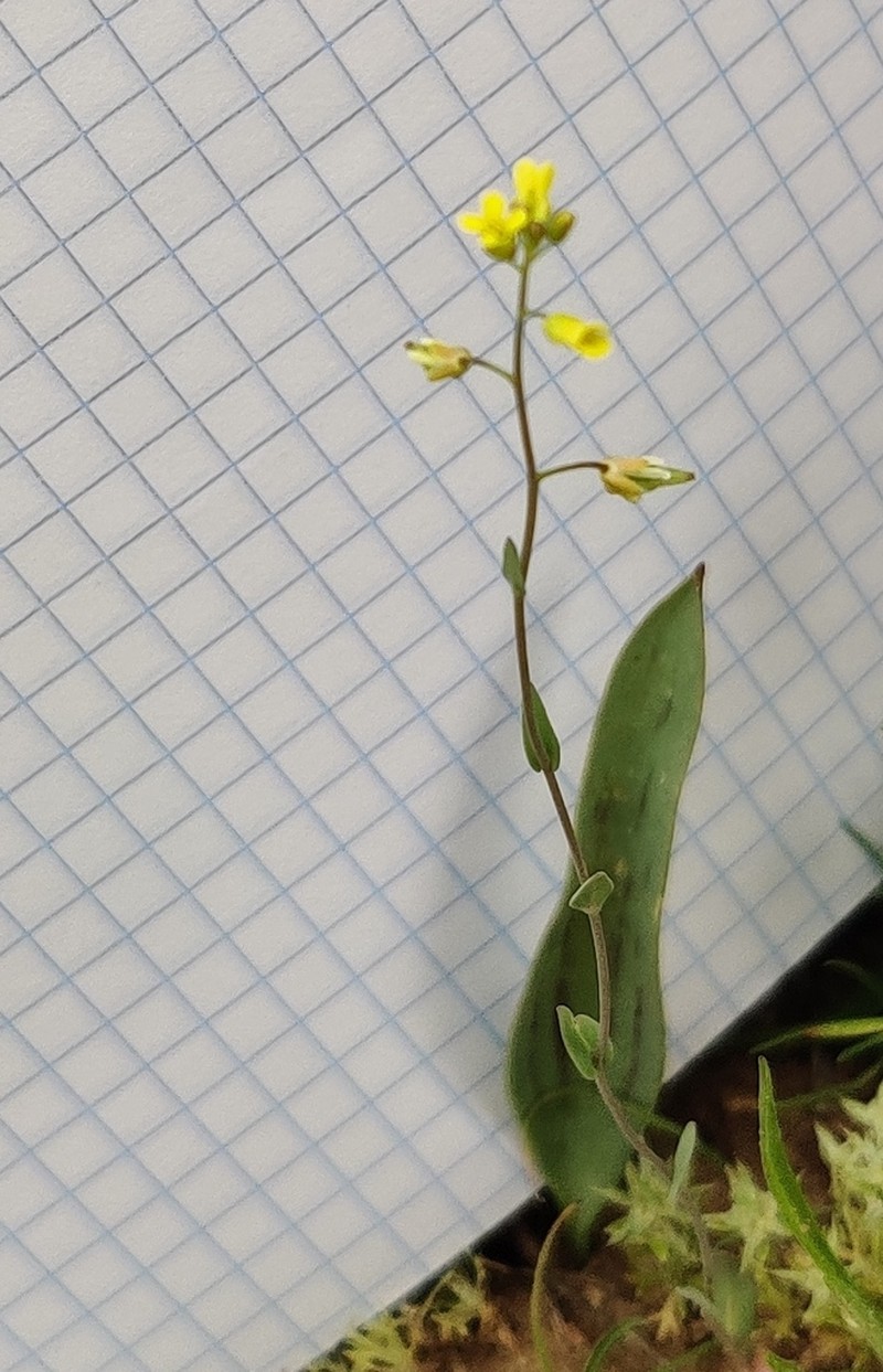 Isatis minima photo 4