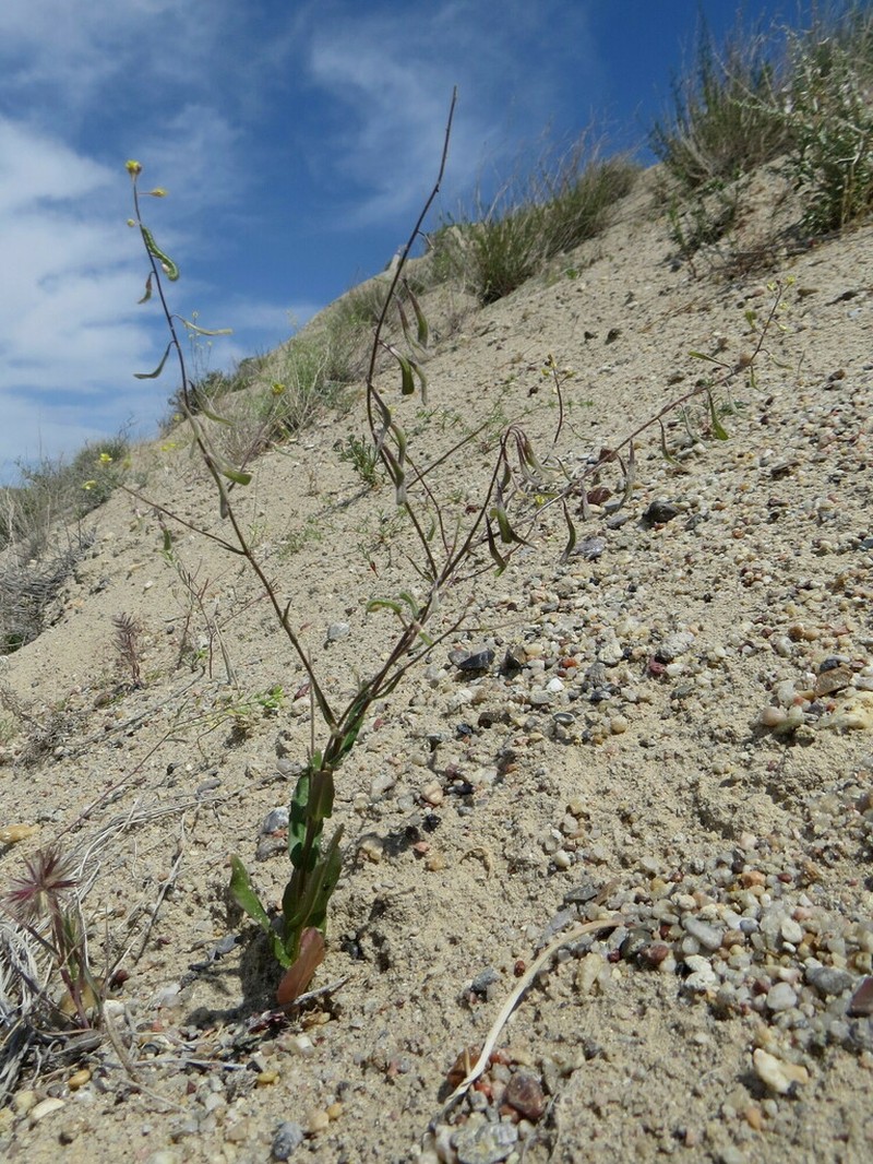 Isatis minima photo 5