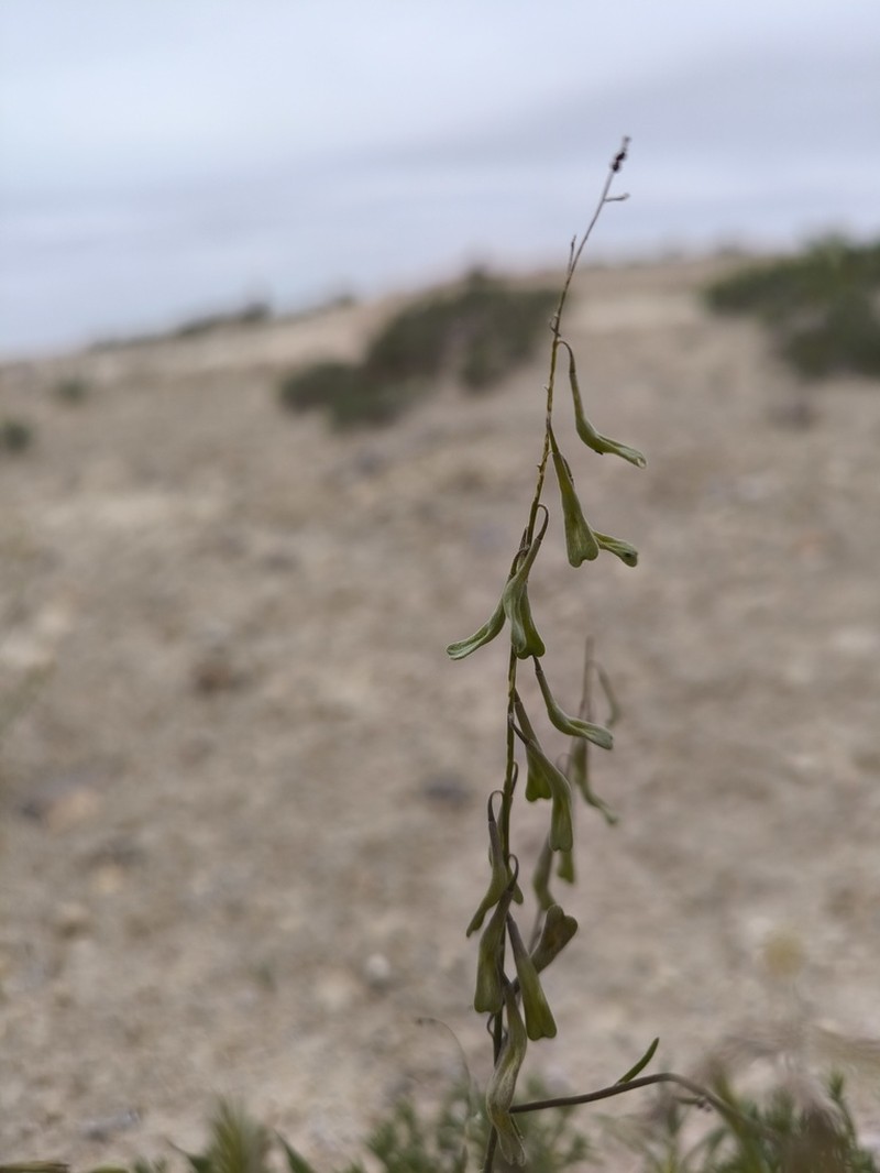 Isatis minima photo 6