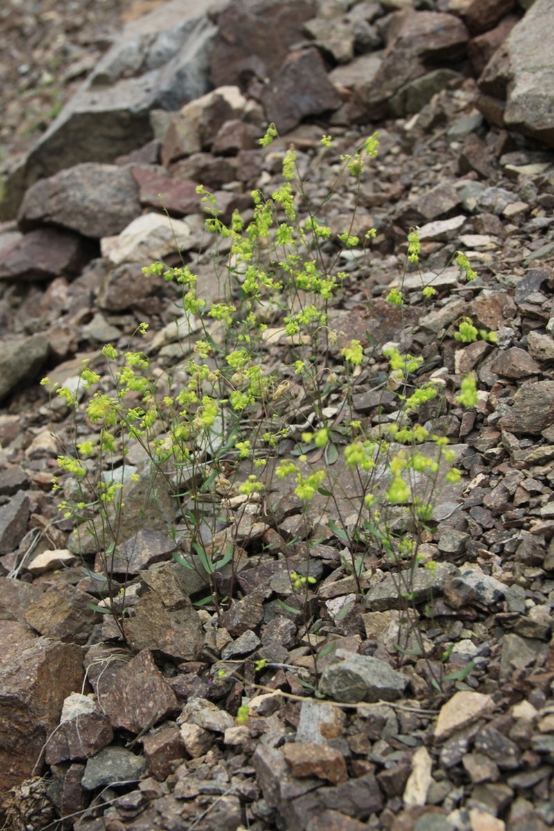 Isatis multicaulis