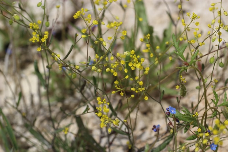 Isatis multicaulis photo 2