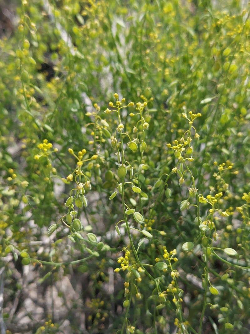 Isatis multicaulis photo 3