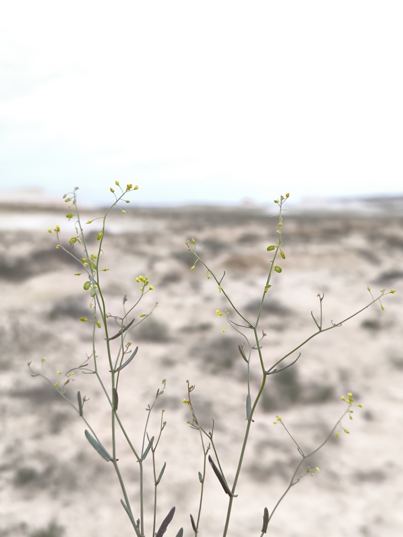 Isatis multicaulis photo 5