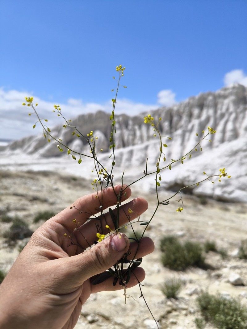 Isatis multicaulis photo 6
