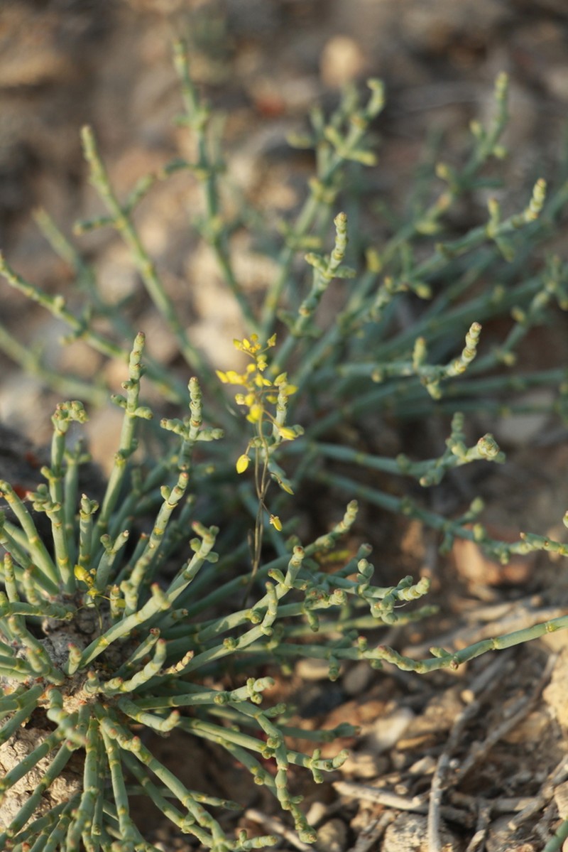 Isatis multicaulis photo 8