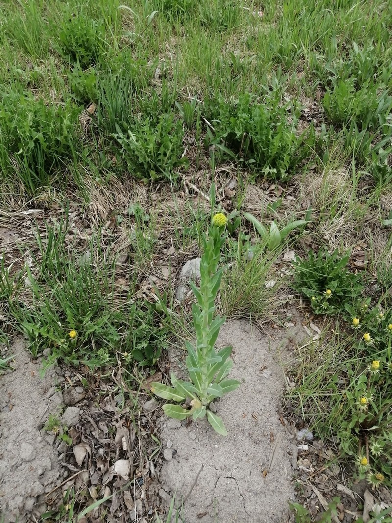 Isatis oblongata photo 2
