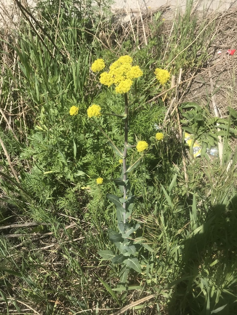 Isatis oblongata photo 3