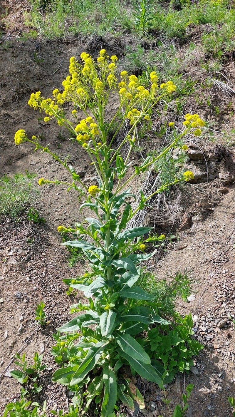 Isatis oblongata photo 4
