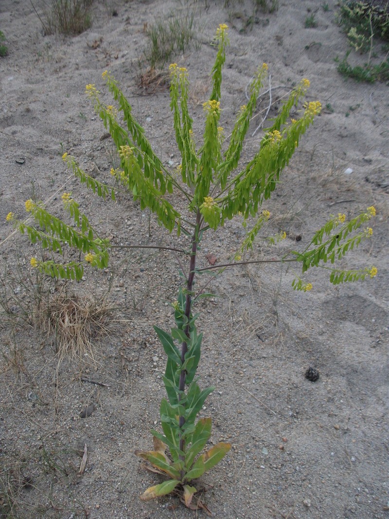 Isatis oblongata photo 6