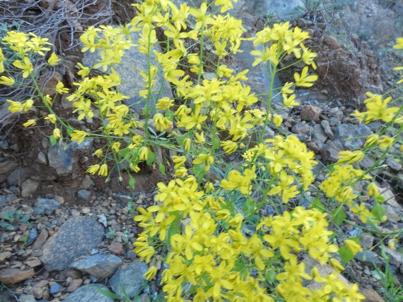 Isatis pinnatiloba