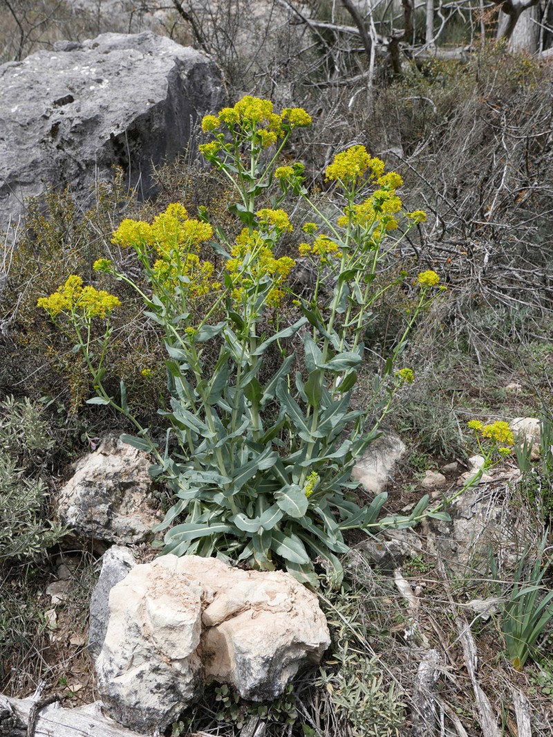Isatis platyloba