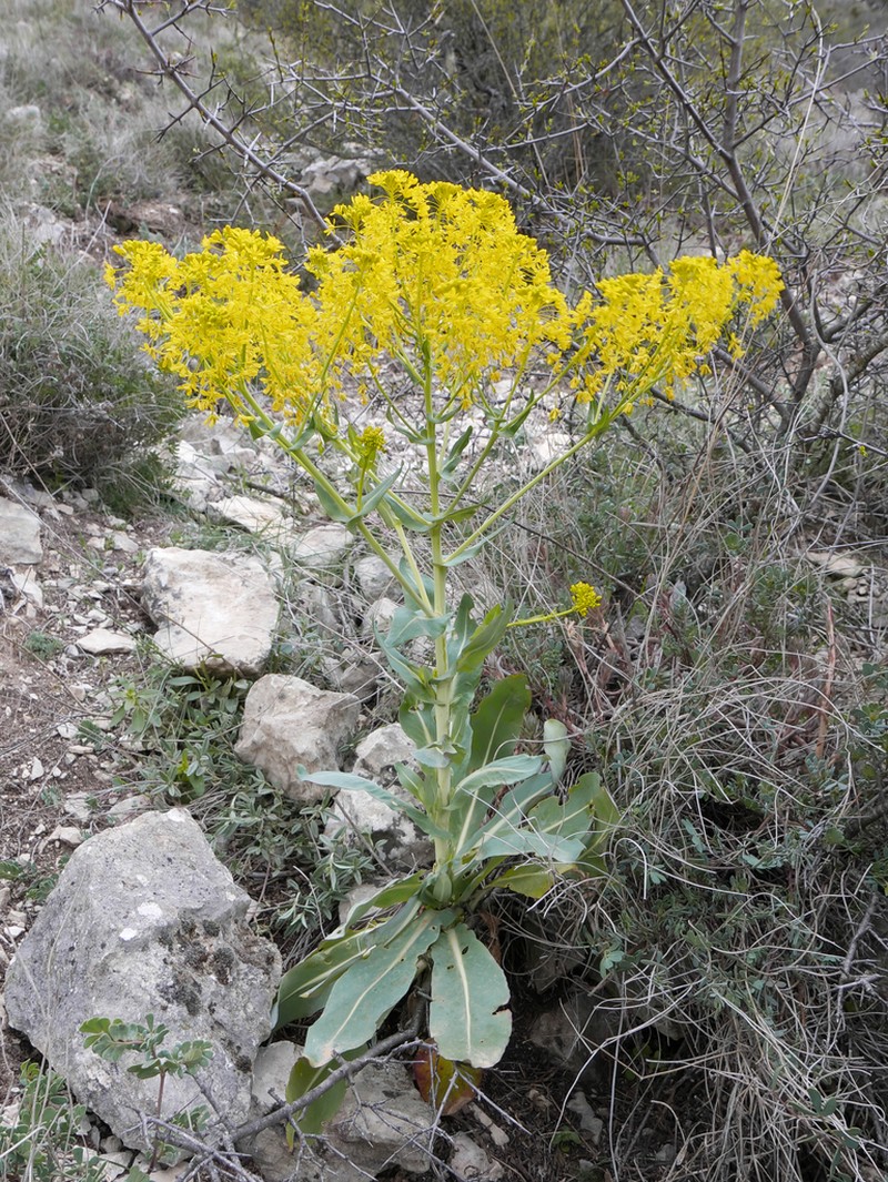 Isatis platyloba photo 2