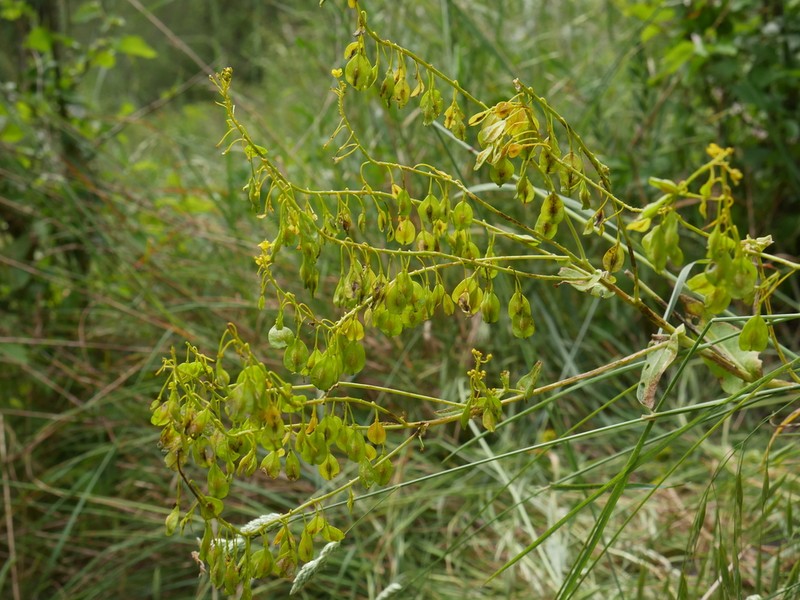 Isatis platyloba photo 3