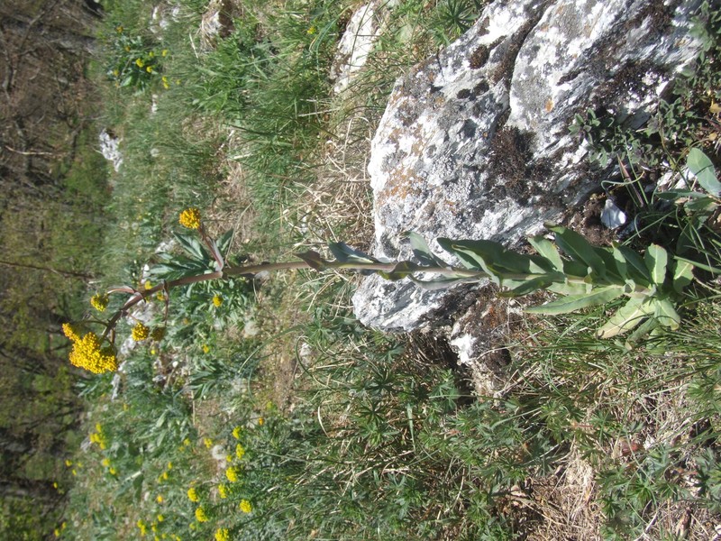 Isatis praecox photo 6