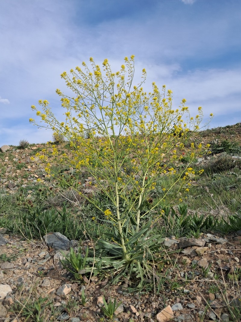 Isatis raphanifolia