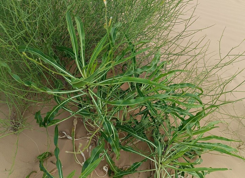 Isatis sabulosa