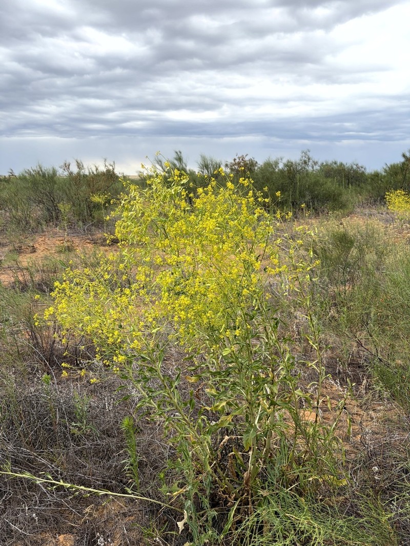 Isatis sabulosa photo 8