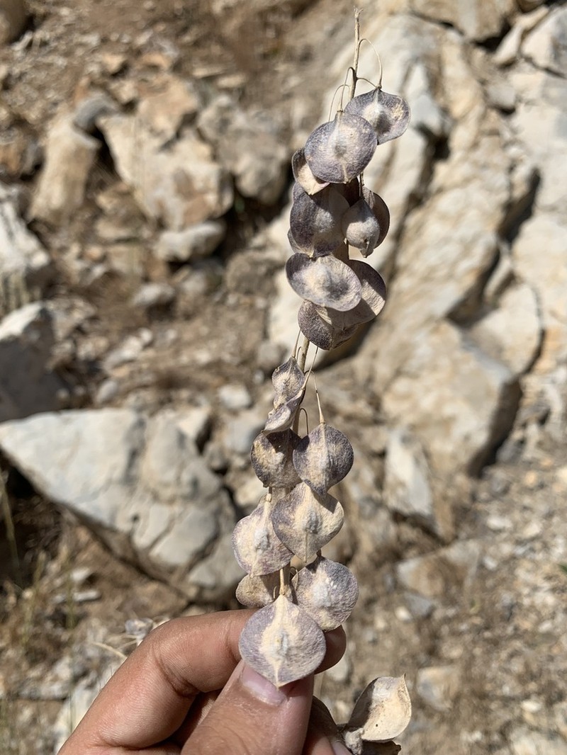Isatis steveniana
