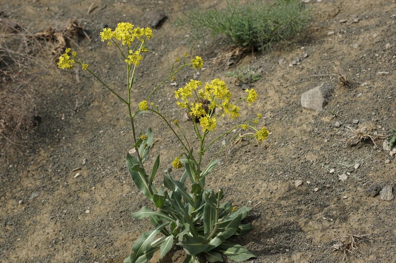 Isatis steveniana photo 2