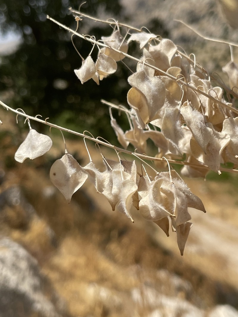 Isatis steveniana photo 8