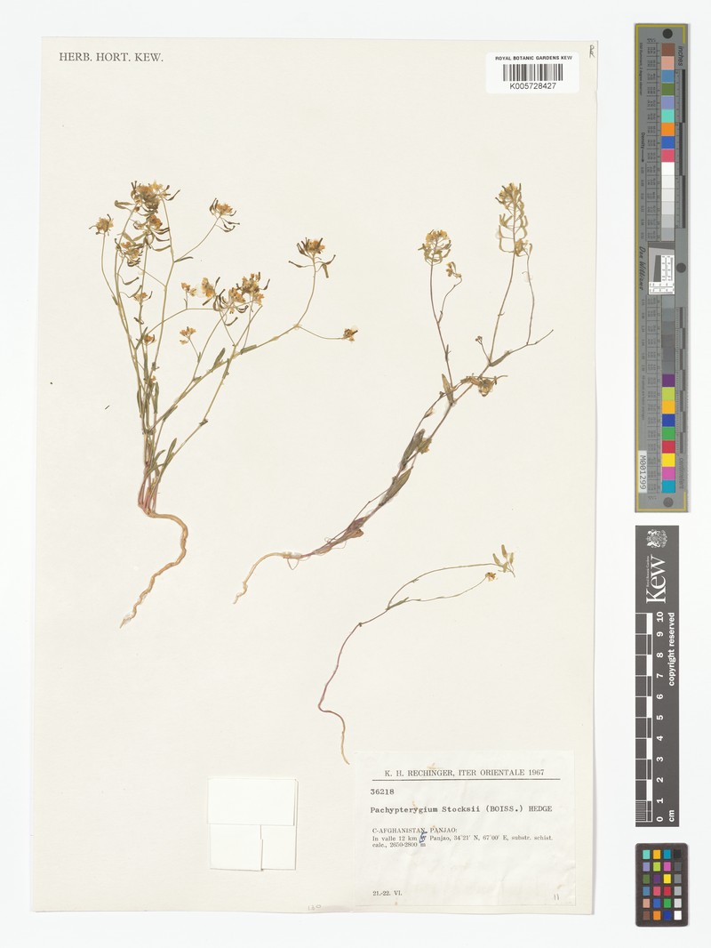 Isatis stocksii