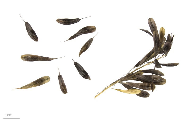 Dyer's Woad photo 2