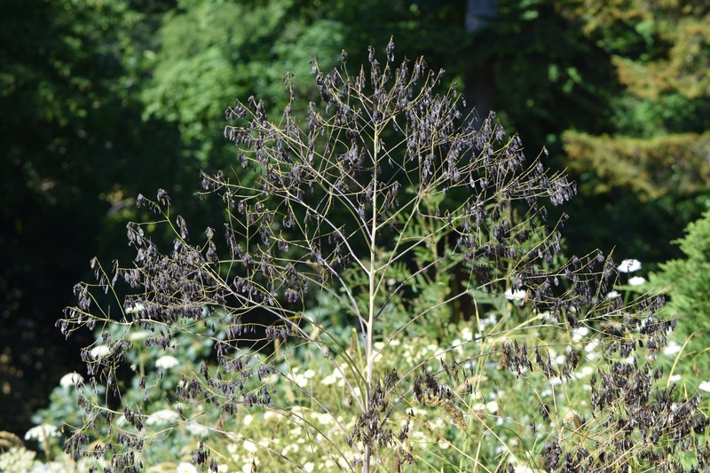 Dyer's Woad photo 3
