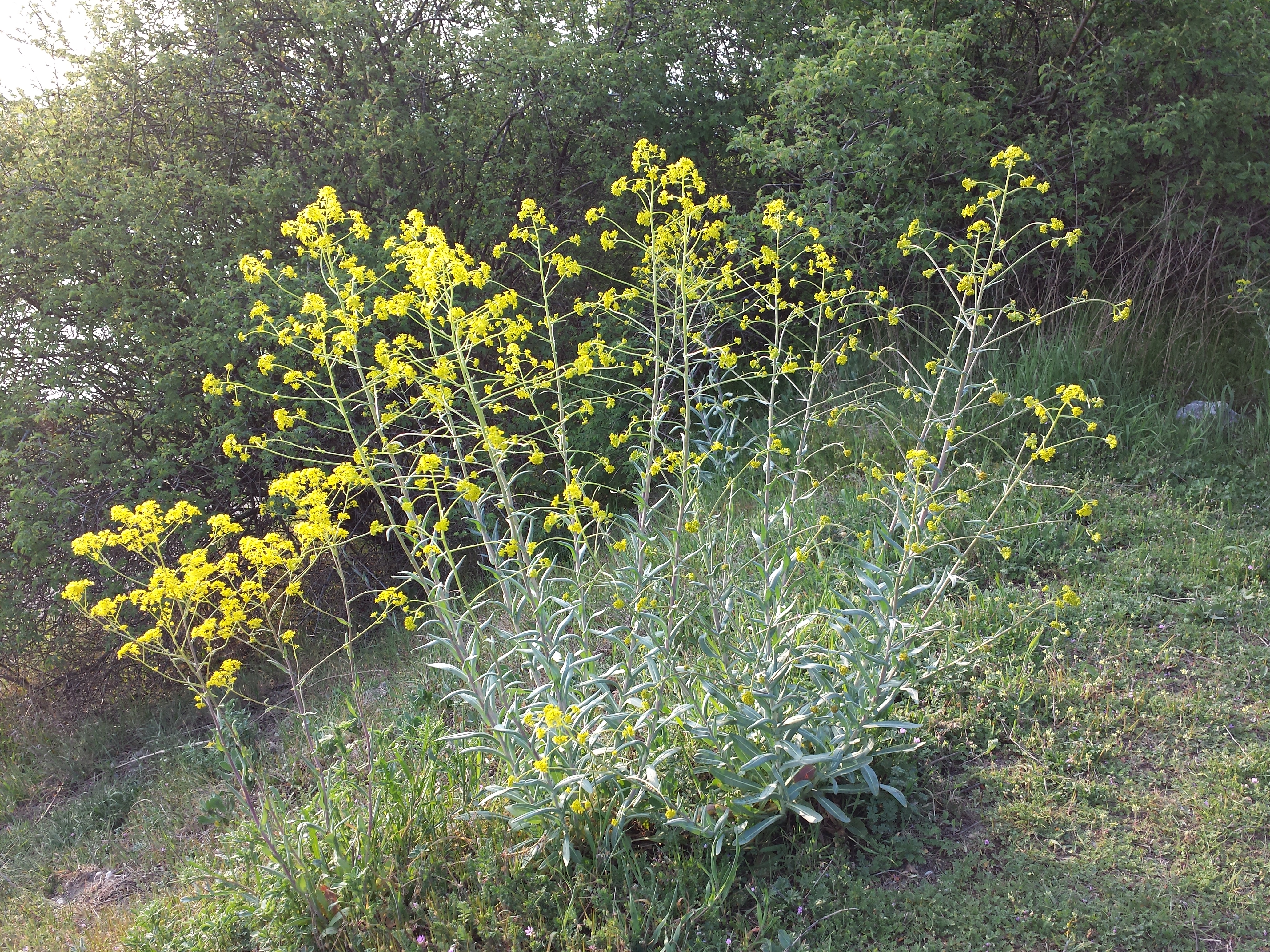 Dyer's Woad photo 4