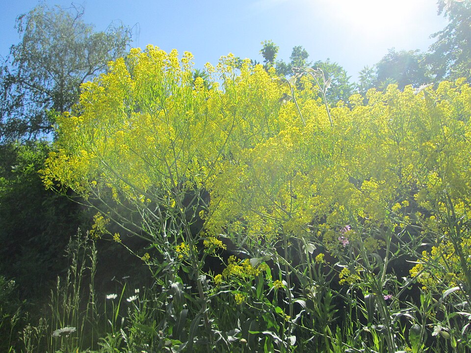 Dyer's Woad photo 7