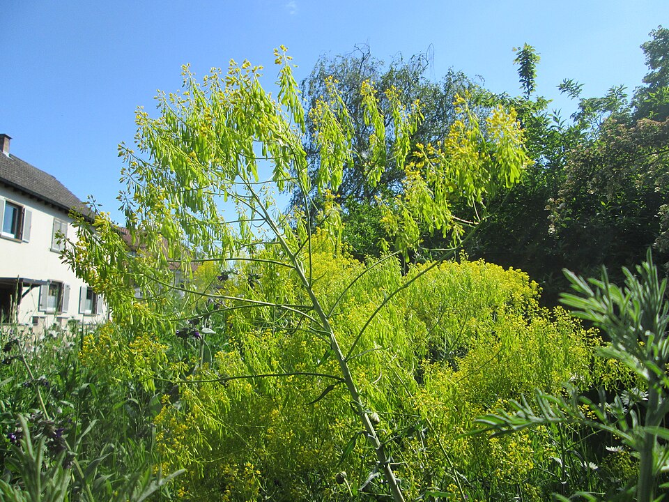 Dyer's Woad photo 8