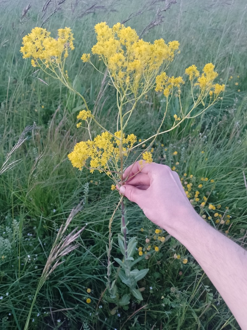 Isatis tinctoria subsp. tinctoria
