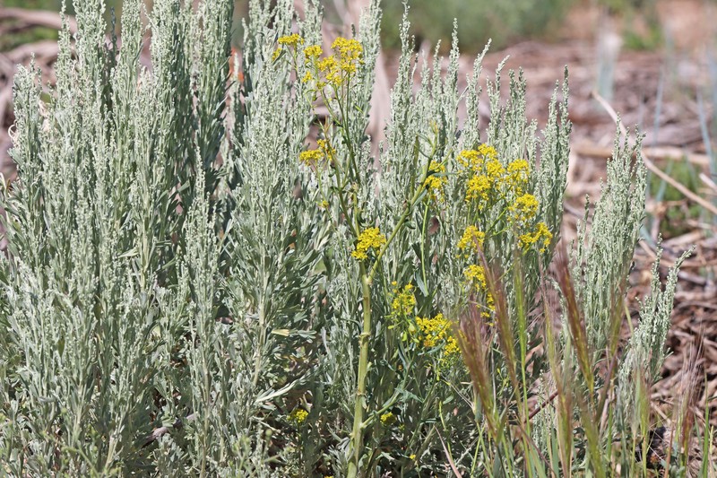 Isatis tinctoria subsp. tinctoria photo 2