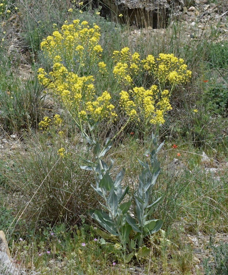 Isatis tomentella photo 2