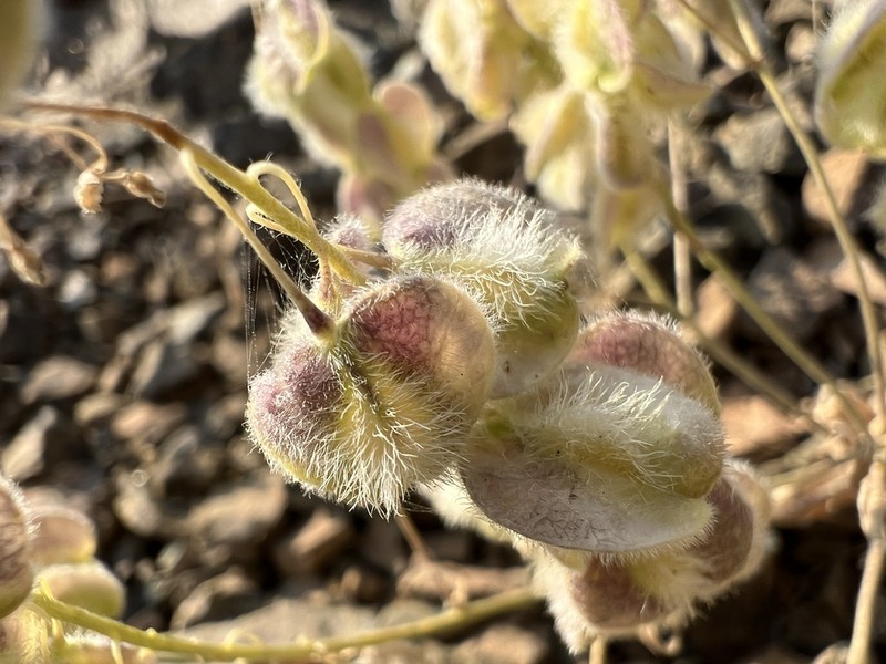 Isatis undulata