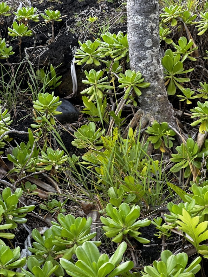 Hilo Murainagrass photo 3