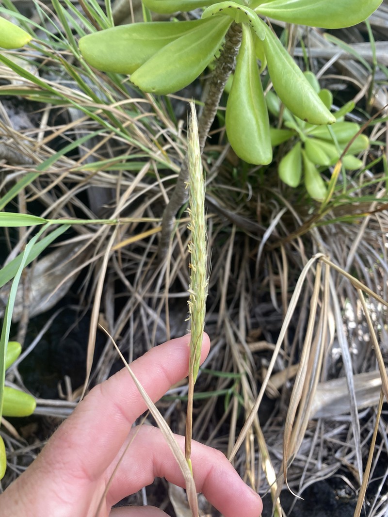 Hilo Murainagrass photo 4