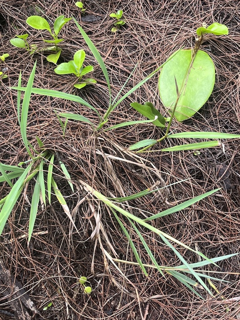 Hilo Murainagrass photo 5