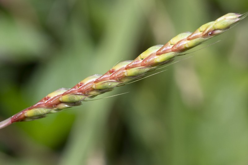Indian Murainagrass
