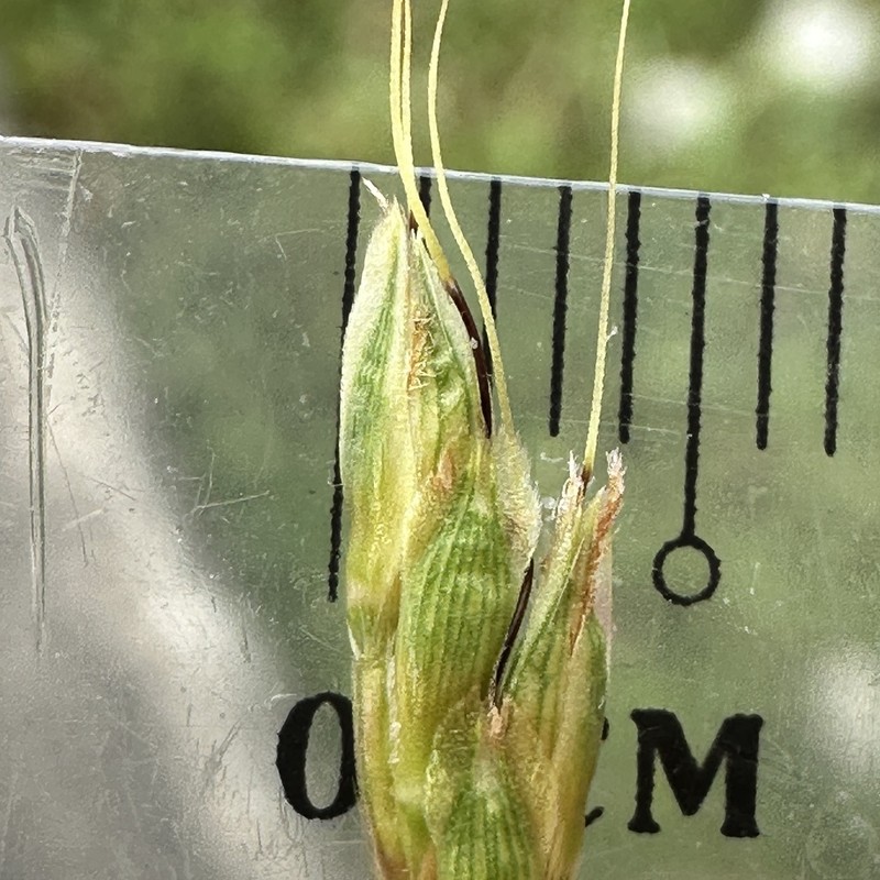 Indian Murainagrass photo 2