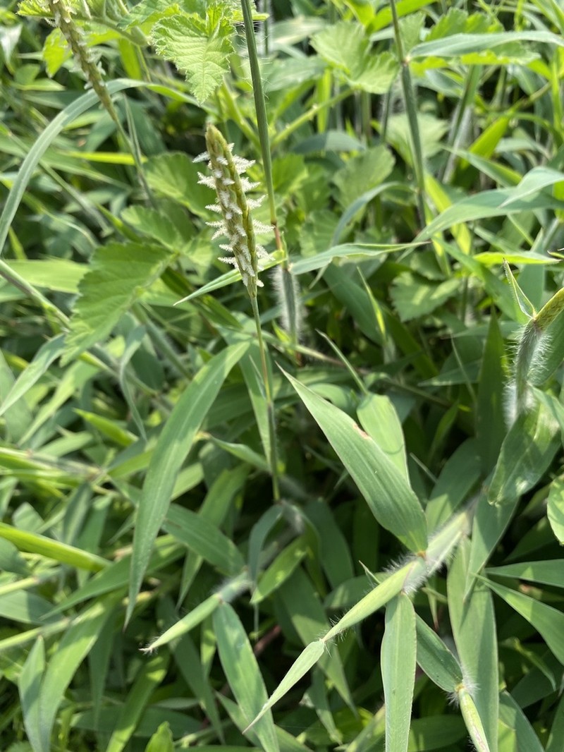Indian Murainagrass photo 3
