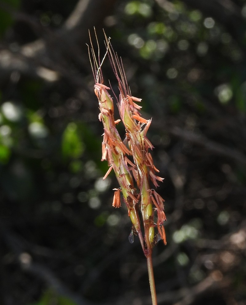 Indian Murainagrass photo 4