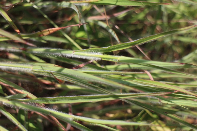 Indian Murainagrass photo 5
