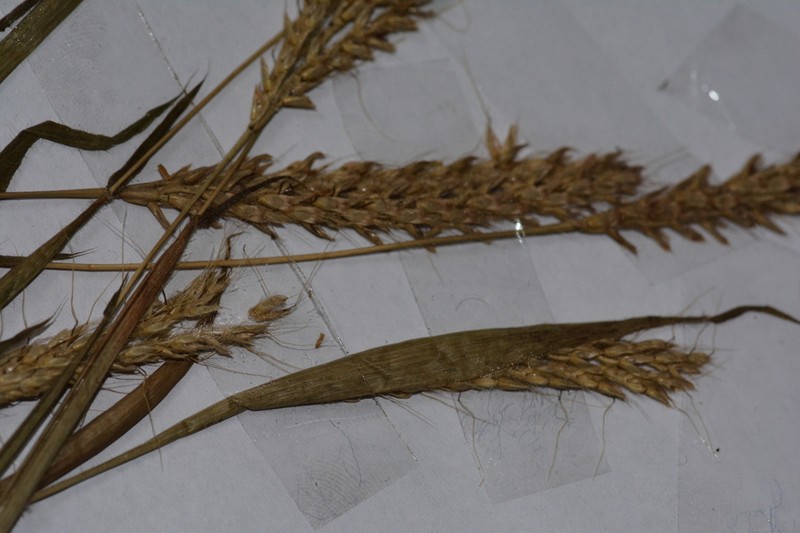 Indian Murainagrass photo 6