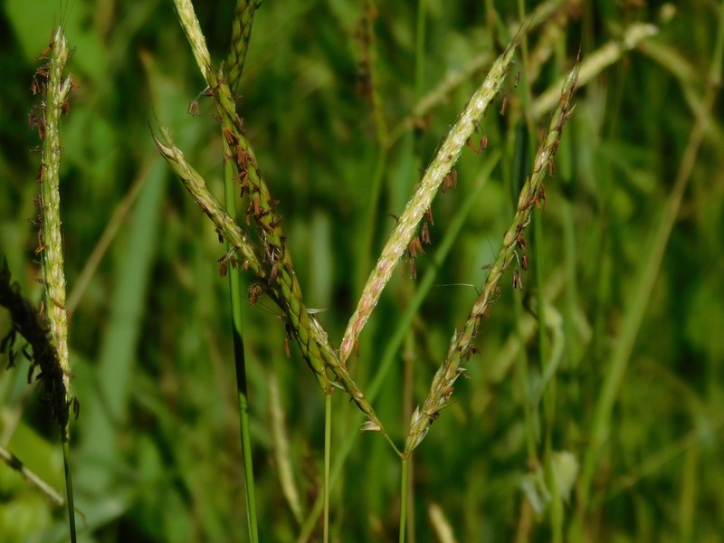 Indian Murainagrass photo 7