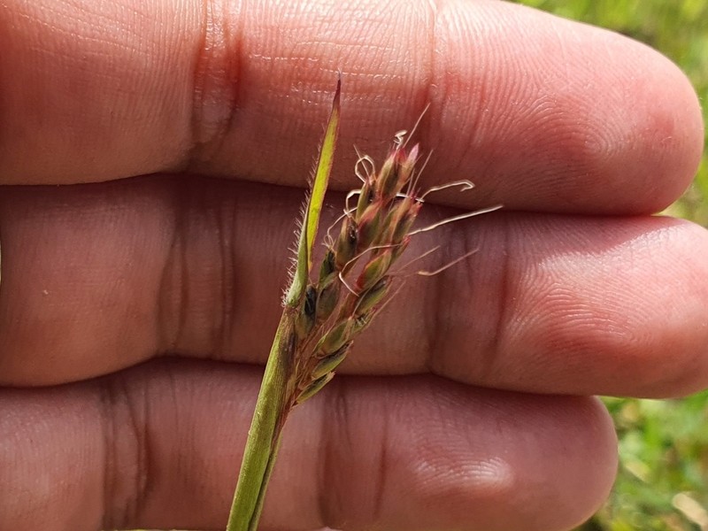 Indian Murainagrass photo 8